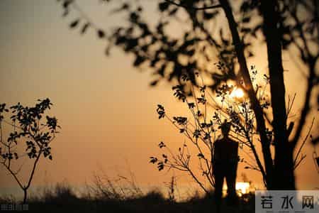 变形计六年级上册作文500字,六年级上册一单元习作《变形记》，夜晚一棵大树下的故事