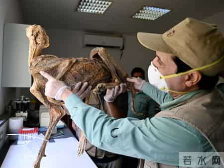 盗墓迷城2,盗墓迷城2暮光之城