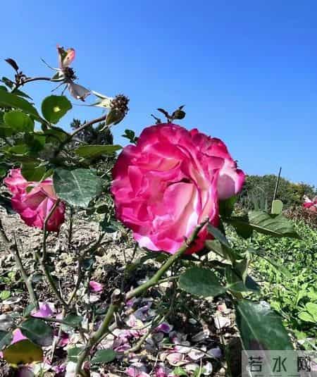 非常女生,非常女生杨红樱电子书