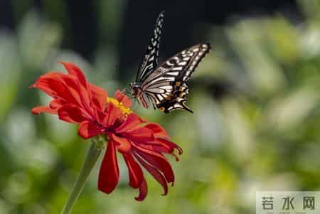 暑假趣事之捉蝴蝶