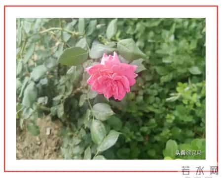 舌尖上的家乡,舌尖上的家乡味作文600字