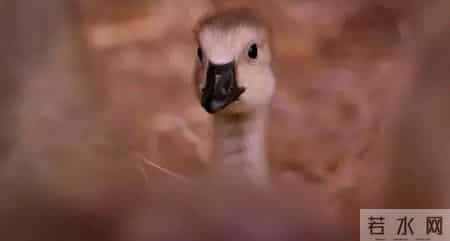 综合实践课,综合实践活动课程