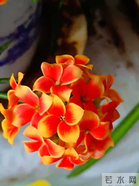 花团锦簇说课稿,小学美术花团锦簇说课稿