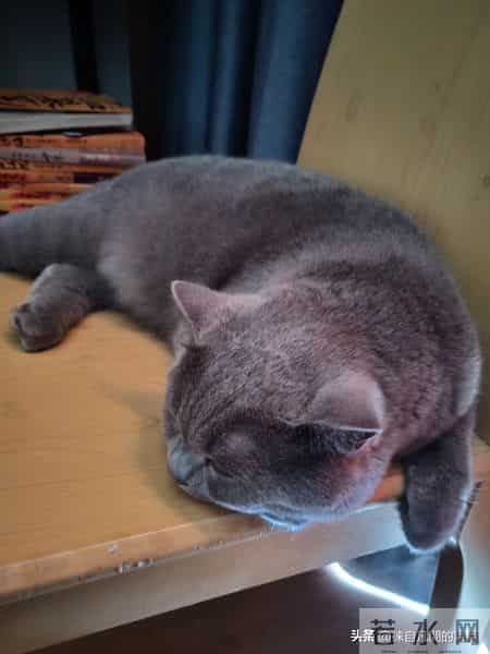 你虽然是一只普通的小猫咪,来到我们身边其实是上天的安排