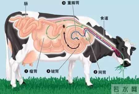 喝了一碗贵州牛瘪汤，味蕾像被野牛施了一泡农家肥