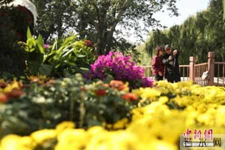 重阳节活动方案策划,重阳节活动方案策划活动内容