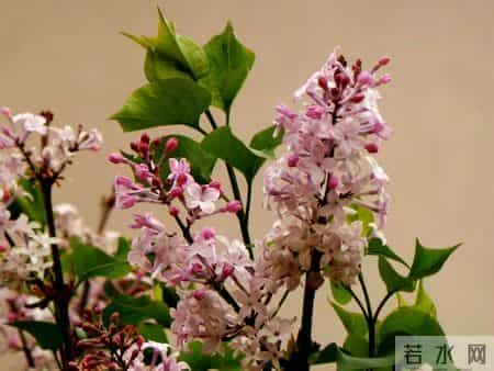 花木春秋393：紫丁香 - 春风解却千千结