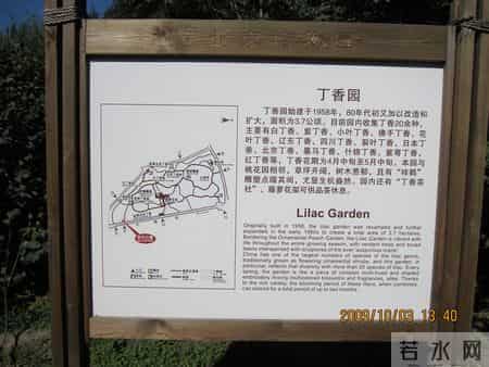 花木春秋393：紫丁香 - 春风解却千千结