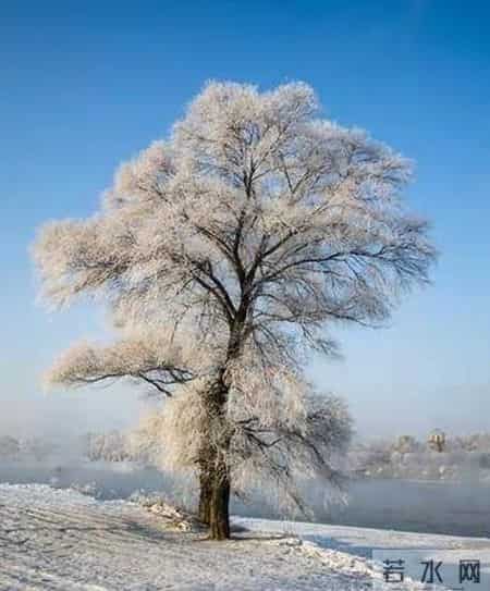 站成一棵树,站成一棵树什么意思