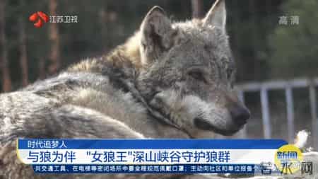 关于狼的文章,与狼为伴!她是深山峡谷守护狼群的"女狼王"