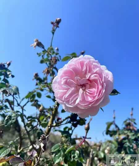 非常女生,非常女生杨红樱电子书