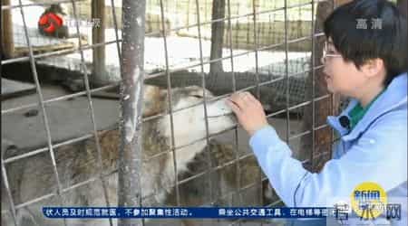 关于狼的文章,与狼为伴!她是深山峡谷守护狼群的"女狼王"