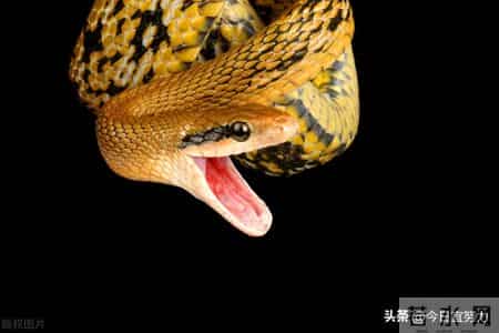 梦见蛇好吗,梦见蛇好吗