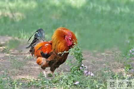 分享图片，威武漂亮的大公鸡。