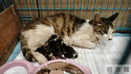 我的动物朋友小猫