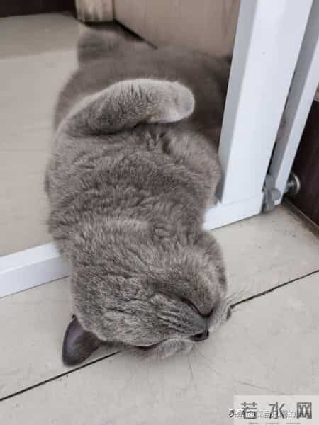 你虽然是一只普通的小猫咪,来到我们身边其实是上天的安排