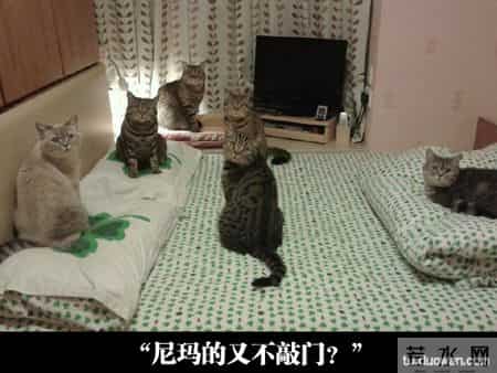 梦见被老虎追,我再也不能到那儿乞讨了