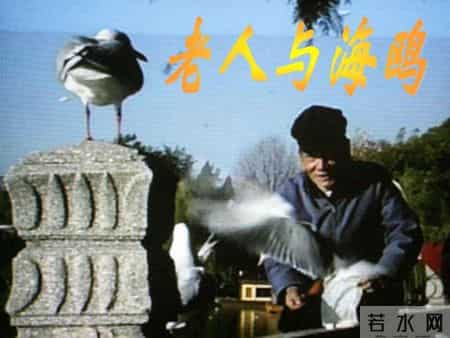老人与海鸥教学实录,老人与海鸥课堂实录