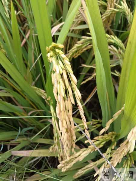 大学迎新晚会主持词,“串场词”的美学要素，一位“串场词”大师积累几十年的独门秘籍