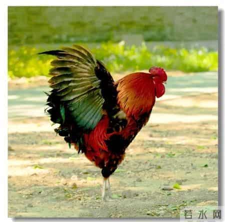 分享图片，威武漂亮的大公鸡。
