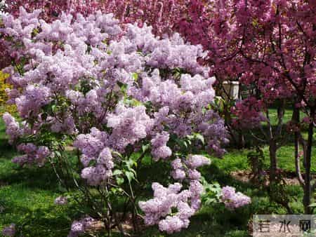 花木春秋393：紫丁香 - 春风解却千千结