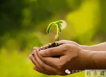 小苗与大树的对话教案,大树与小苗的对话