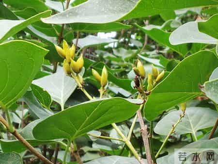 花木春秋393：紫丁香 - 春风解却千千结