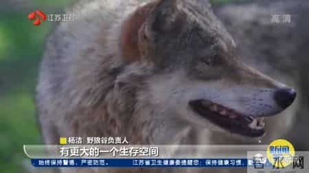 关于狼的文章,与狼为伴!她是深山峡谷守护狼群的"女狼王"