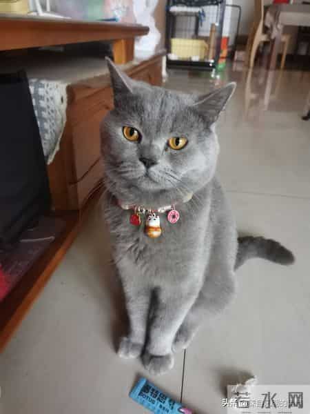 你虽然是一只普通的小猫咪,来到我们身边其实是上天的安排