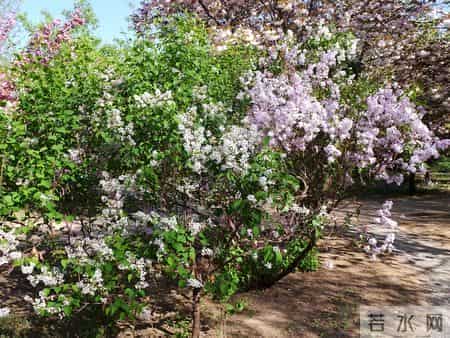 花木春秋393：紫丁香 - 春风解却千千结