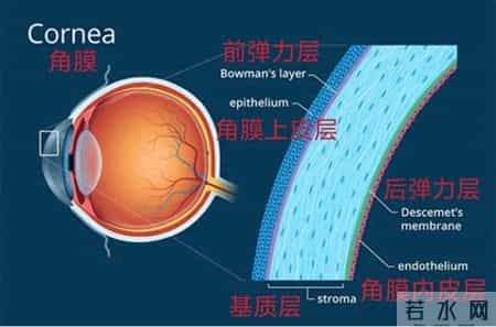 变形计作文600字六年级上册
