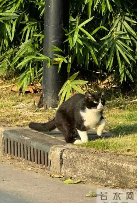 校园风景线,校园风景线广播稿