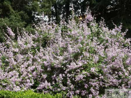 花木春秋393：紫丁香 - 春风解却千千结