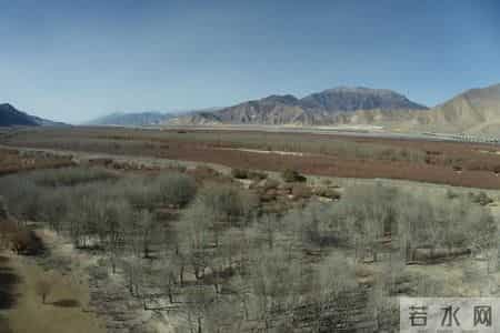 科学与健康丨青藏高原咋种树？雌雄互补，菌肥增效