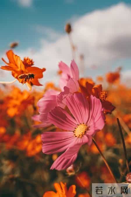 张晓磊情感爆款文章-迟来的爱：秋天绽放的那一朵花