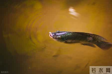 绝想日志,2月春节避世美食之旅：7处小众秘境，人少景美味更绝