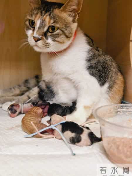 我的动物朋友小猫