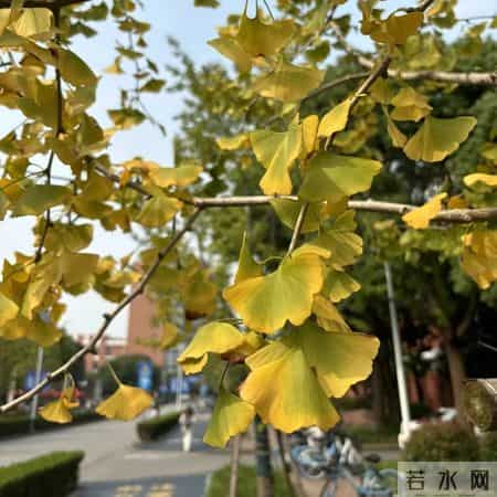 校园风景线,校园风景线广播稿