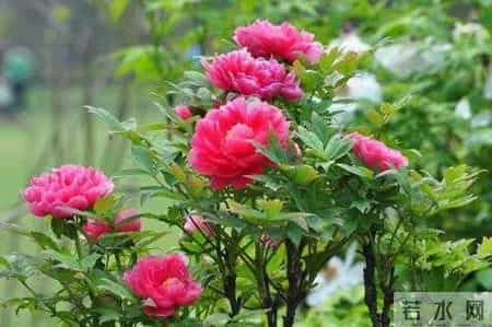 抒情文章,抒情文章