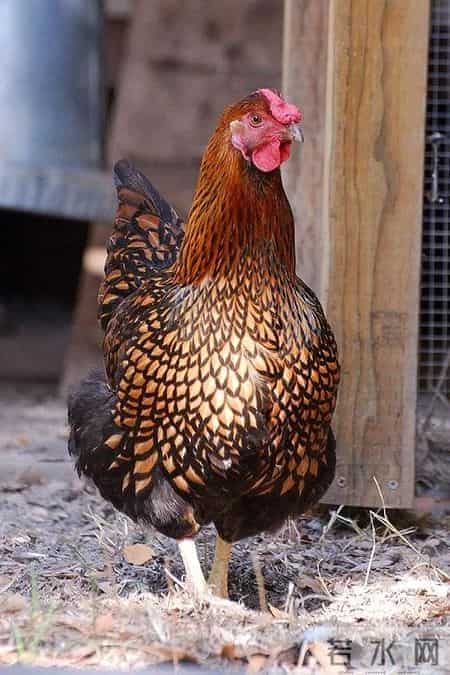 分享图片，威武漂亮的大公鸡。