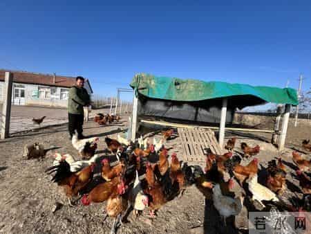 半年战死70多只，“战斗鸡”缘何好斗？无奈给公鸡戴眼镜障目，鸡场期待行家揭秘并支招