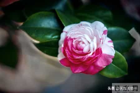 怎样做人,为人处世大全，建议收藏