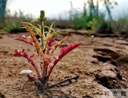 我眼中的自己,张晓磊情感爆款文章-镜中影，心中我：最难看清的自己