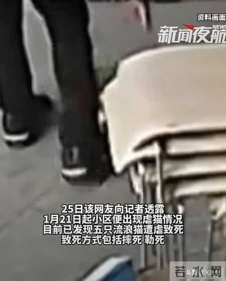 公寓管理员持杆打翻垃圾小猫,杭州虐猫事件后续：五只猫咪遭摔死勒死，警方介入，更多内幕曝光