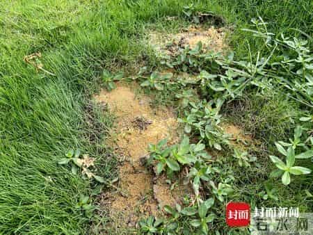 人蚁大战谁会胜？成都金堂一公园疑遭红火蚁入侵