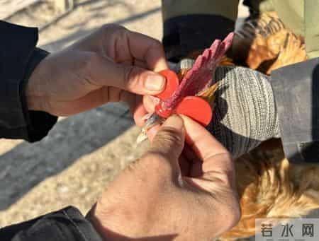 半年战死70多只，“战斗鸡”缘何好斗？无奈给公鸡戴眼镜障目，鸡场期待行家揭秘并支招