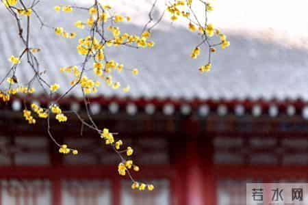 杜甫最温柔的腊日诗，写尽大唐岁暮的暖与希望