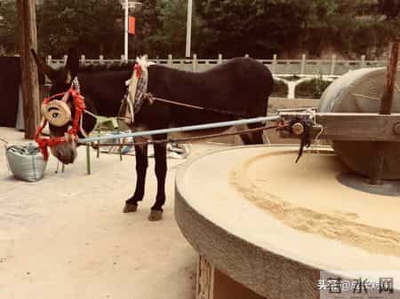 文章 驴,文章骂驴台词