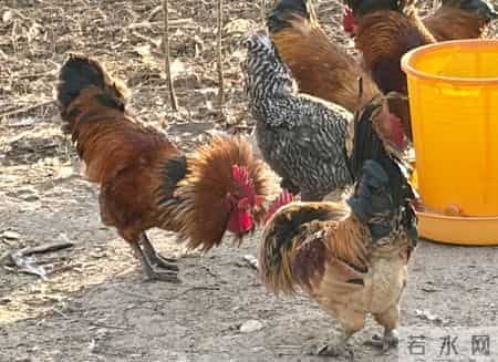 半年战死70多只，“战斗鸡”缘何好斗？无奈给公鸡戴眼镜障目，鸡场期待行家揭秘并支招