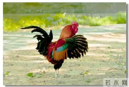 分享图片，威武漂亮的大公鸡。